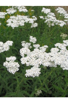 Yarrow - Achillea millefolium White