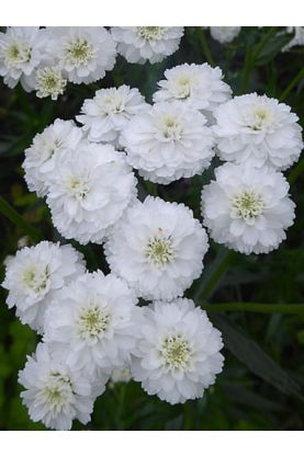 Yarrow - Achillea ptarmica The Pearl Superior Seed to grow gorgeous white filler flowers or bedding plants.