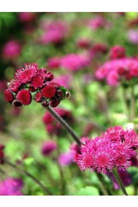Ageratum Red Flint - Floss Flower