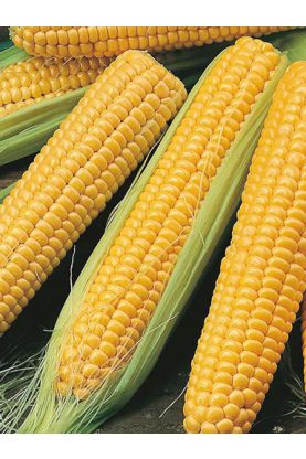 Bodacious RM Corn