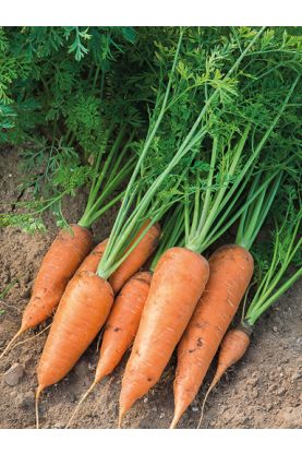 Chantenay Red Core Carrots