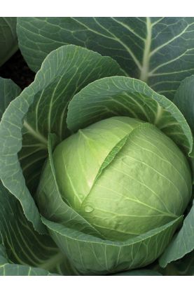 Charmant Cabbage