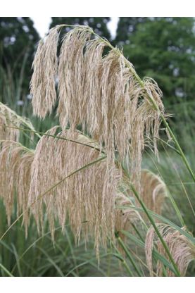 Cortaderia fulvida Seeds - Nodding Pampas Grass