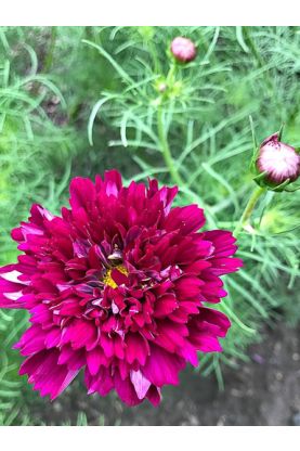 Cosmos Double Click Cranberries Seeds