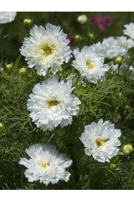 Cosmos Double Click Snow Puff Seeds