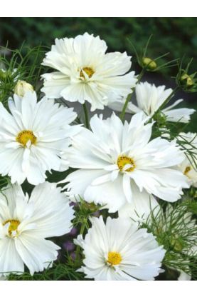 Cosmos Psyche White Seeds
