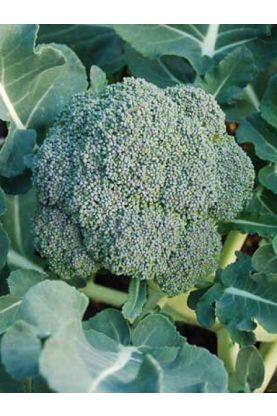 Decicco Italian Sprouting Broccoli