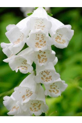Camelot White - Pelleted (F1) Digitalis Seeds
