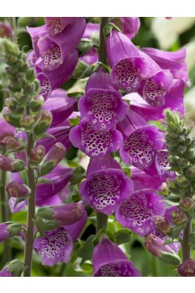 Dalmatian Purple - Pelleted (F1) Digitalis Seeds