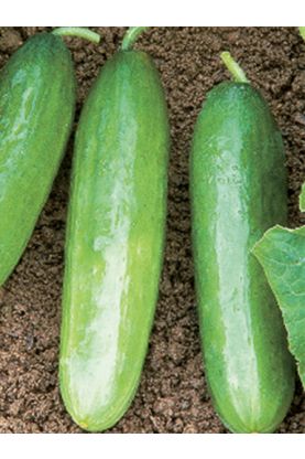 Diva Hybrid Cucumbers