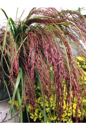 Eragrostis Ruby Silk Seeds - Love Grass