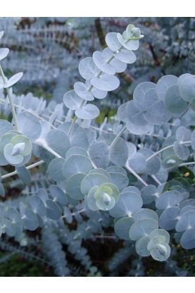 Eucalyptus Baby Blue Seeds