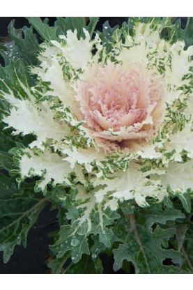 Flowering Kale Coral Prince White