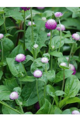 Gomphrena Audray Bicolor Rose Seeds