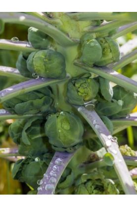 Gustus Brussels Sprouts