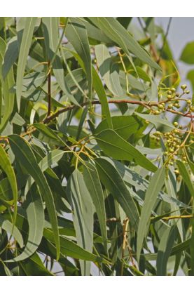 Lemon Bush Seeds - Eucalyptus citriodora