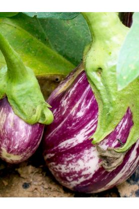 Heirloom & Heritage Vegetable Seeds - Open Pollinated & Non-GMO