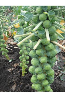 Long Island Improved Brussels Sprouts