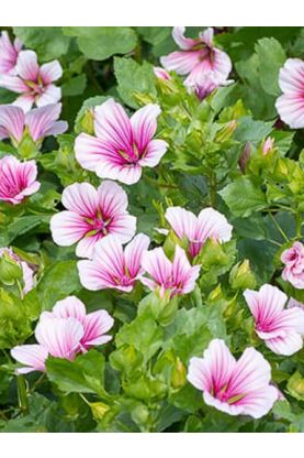 Malope Queen Pink Seeds