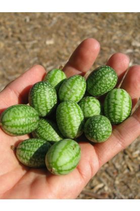 Mexican Gherkin Cucumbers