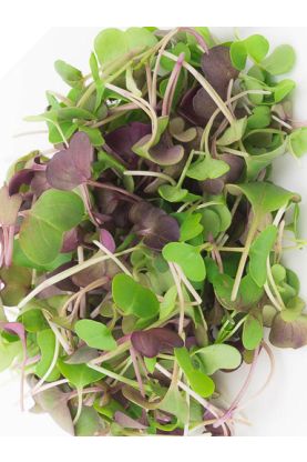 Micro Salad Mix Spicy Greens