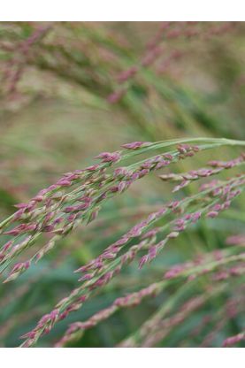 Panicum amarum Seeds - Switchgrass