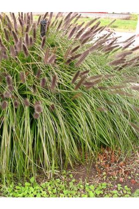 Pennisetum alopecuroides viridescens Seeds - Moudry Grass