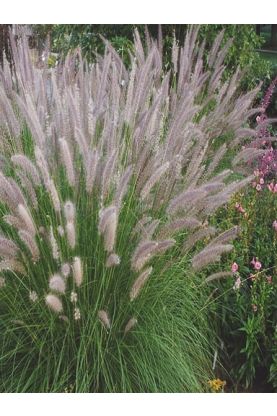 Pennisetum setaceum Seeds - Brown Eared Grass