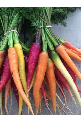 Rainbow Mix Carrots