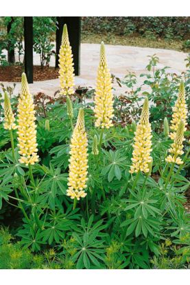 Russell Lupine Chandelier Yellow Seeds