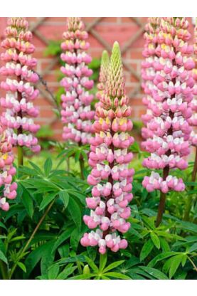 Russell Lupine Chatelaine Pink Seeds