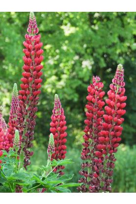 Russell Lupine My Castle Red Seeds
