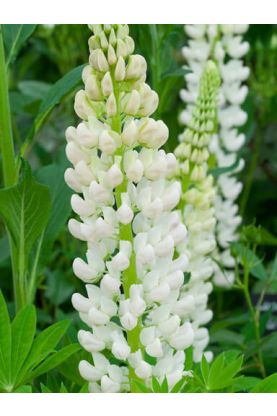 Russell Lupine Noble Maiden White Seeds