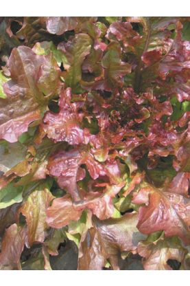 Salad Bowl Red Lettuce