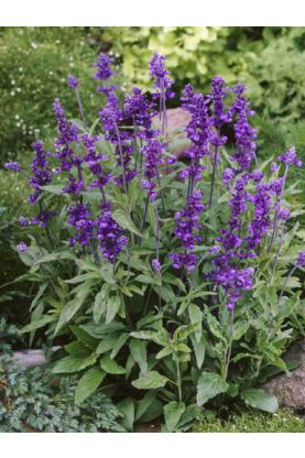 Salvia farinacea Evolution Violet Seeds