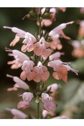 Salvia coccinea Summer Jewel Pink