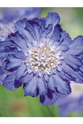 Scabiosa caucasica Fama Deep Blue Seeds - Pincushion Flower
