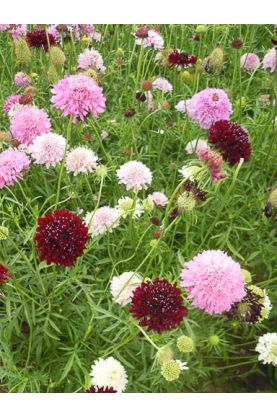 Scabiosa Giant Mix Seeds