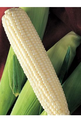 Silver Queen Corn