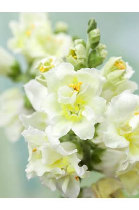 Snapdragon Madame Butterfly Ivory