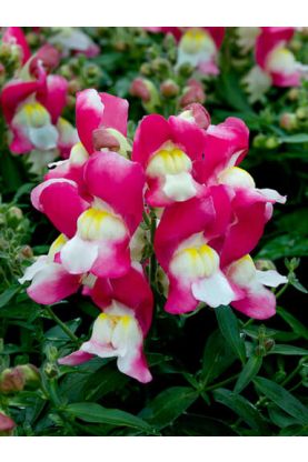 Snapdragon Snappy Rose-White