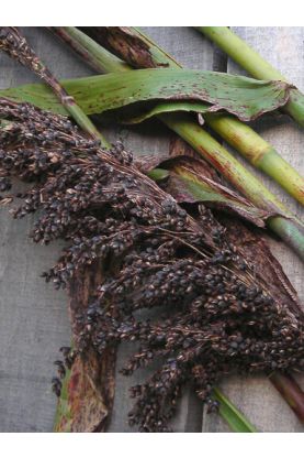 Sorghum Black Amber Seeds - Broom Corn