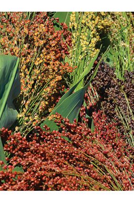 Sorghum Colored Uprights Seeds - Broom Corn