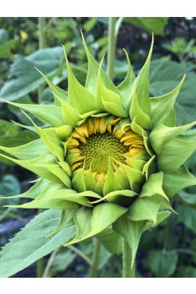Sunflower SunFill Green