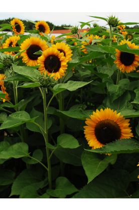 Sunflower Sunrich DMR Orange - Helianthus