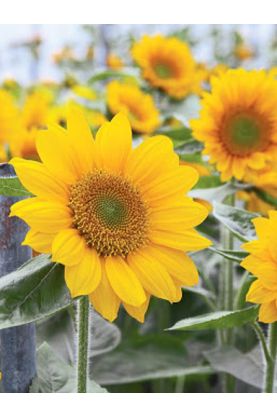 Sunflower Sunrich Gold Summer Seeds
