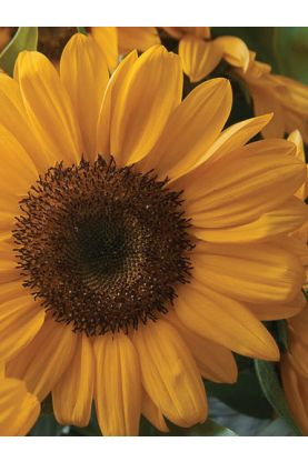 Sunflower Sunrich Provence Summer Seeds