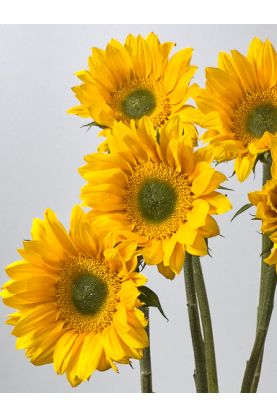 Sunflower Vincent Fresh Seeds