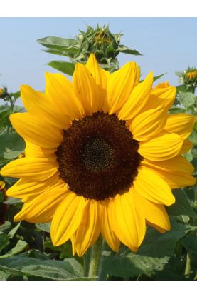 Sunflower Vincent Choice Deep Orange DMR