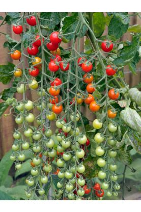 Tomato Seeds - Heirloom & Gourmet Varieties